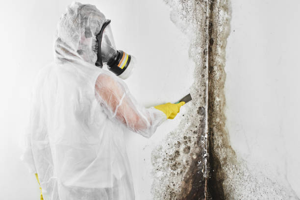 Why You Should Choose Our Mold Remediation Services in Bonner West Riverside, MT